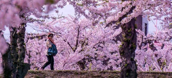 FOTOREPORTÁŽ: V Japonsku přicházející jaro oznamují rozkvetlé slivoně (ume), tulipány a sakury