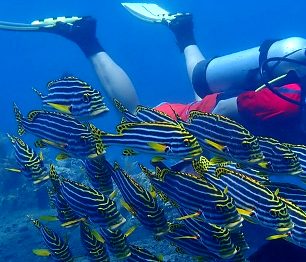 Moluky, ostrovy provoněné muškátovým oříškem a hřebíčkem, jsou klenotem potápěčů