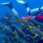 Moluky, ostrovy provoněné muškátovým oříškem a hřebíčkem, jsou klenotem potápěčů