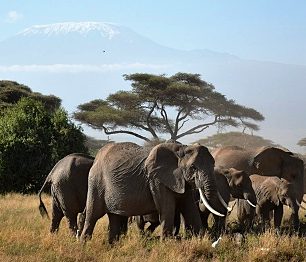 Nenáročná turistika vyprahlou savanou i tropickým pralesem pod zasněženou špičkou Kilimandžára