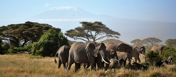 Nenáročná turistika vyprahlou savanou i tropickým pralesem pod zasněženou špičkou Kilimandžára