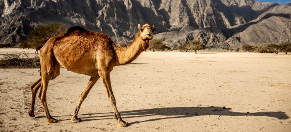 FOTOREPORTÁŽ: Omán – oáza arabského poloostrova