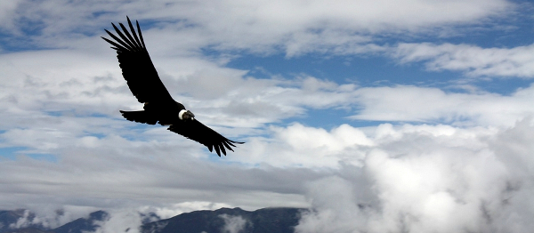 5 důvodů, proč navštívit peruánský kaňon Colca