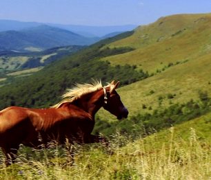 V Podkarpatské Rusi, ráji (nejen) československých retrocestovatelů, možná narazíte na vlky a medvědy