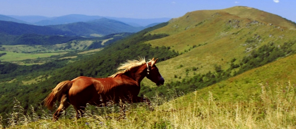 V Podkarpatské Rusi, ráji (nejen) československých retrocestovatelů, možná narazíte na vlky a medvědy