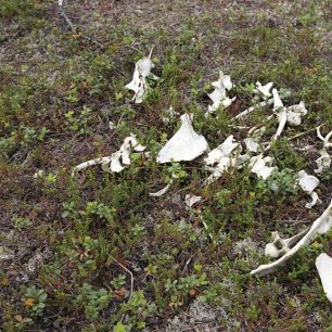 Tady si před pár lety pochtnal na sobovi buď rosomák, nebo přímo medvěd