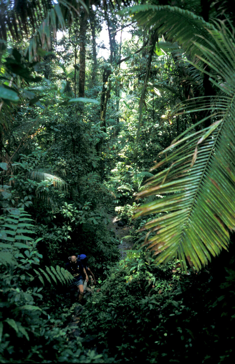 V nížinném pralese (foto: P. Kaštánek)