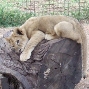 lvice Lvi park Johannesburg