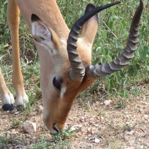samec impaly Kruger NP