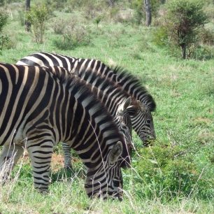 zebry - Kruger NP