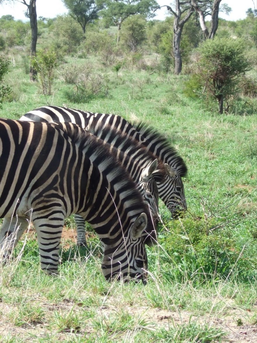zebry - Kruger NP