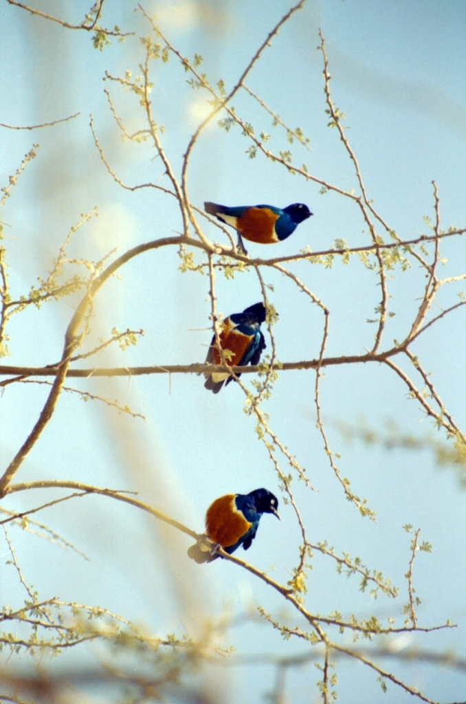 Těchto ptáčků jsou všude kolem plné stromy