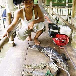 Malí kajmani nakonec dostali svobodu