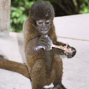 Obyvatelé campamenta - opička Omar