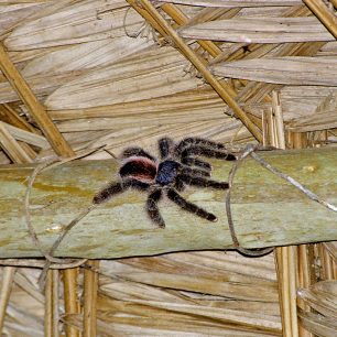 Obyvatelé campamenta - tarantule v podkroví