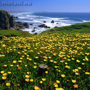 Kvetoucí kalifornské pobřeží