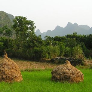 sklizeň rýže na řece Yulong, Yangshuo