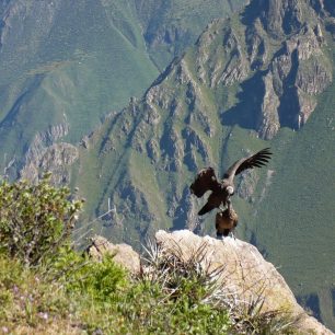Cruz del Condor