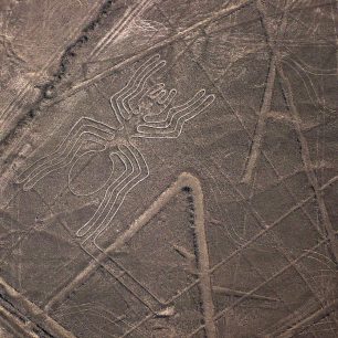 Nazca spider