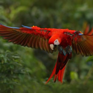 Ara arakanga (Ara macao), Kostarika