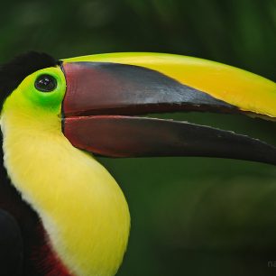 Tukan hnědohřbetý (Ramphastos swainsonii), Kostarika