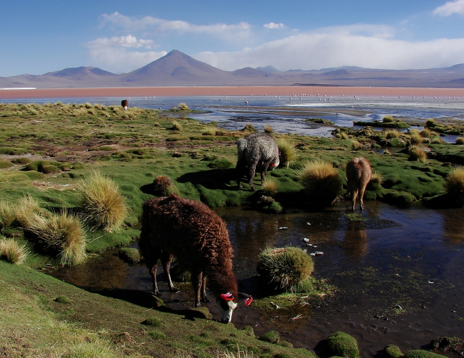 Laguna Colorada, Bolivie, Eva Vorlová