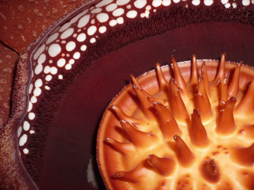 Tereza Schlitzová, Rafflesia, Thajsko