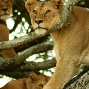 Lvice v Serengeti Tanzanie, Jana Valesová