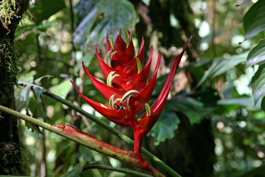 Květena, Surinam
