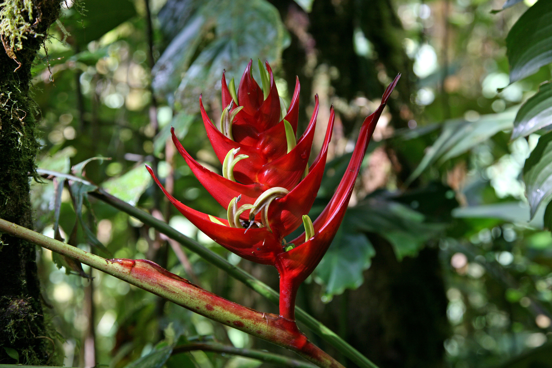 Květena, Surinam