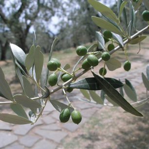 Olivová ratolest ve Vinci, rodišti geniálního Leonarda, Itálie , Kristýna Kotíková