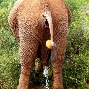 JAR, Každý má své potřeby, Andrea Kaucká