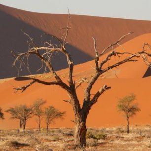 Namibijské zátiší, René Bauer