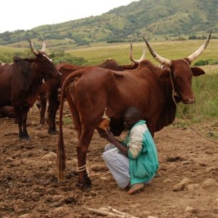 Africký skot, Kamerun