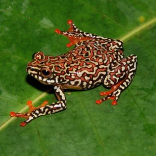 Rákosnička, Kamerun