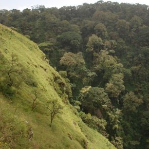Gotel Mts - horský les, Kamerun