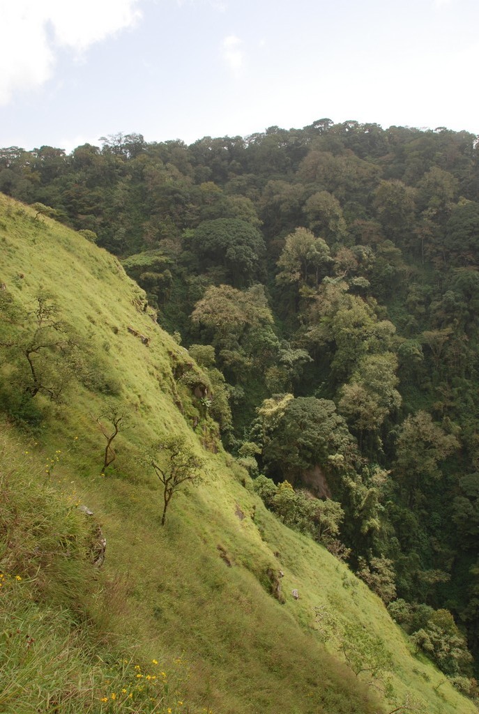 Gotel Mts - horský les, Kamerun