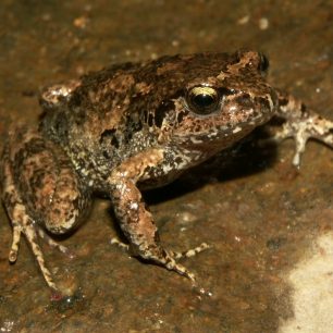 Nový druh kvikuňky, Kamerun