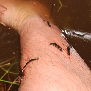 Stinná stránka jezera, Kamerun