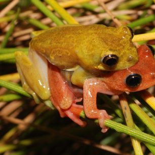 Rákosničky od Lake Edib, Kamerun