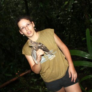 Marbled Frogmouth (Podargus ocellatus)  a já, Papua Nová Guinea