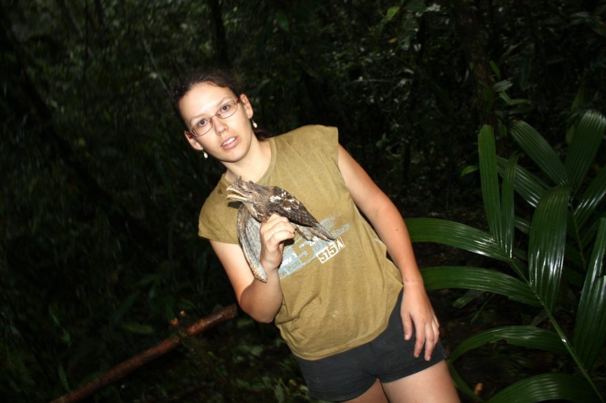 Marbled Frogmouth (Podargus ocellatus)  a já, Papua Nová Guinea