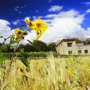 Okolí školy, Ladakh, Indie