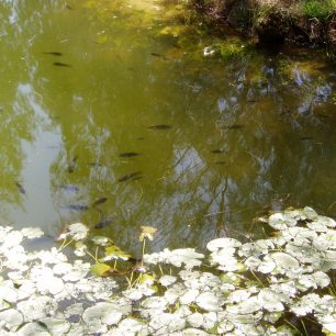 Největší hustota larev komárů je ve stojaté vode s vegetací a ve stínu