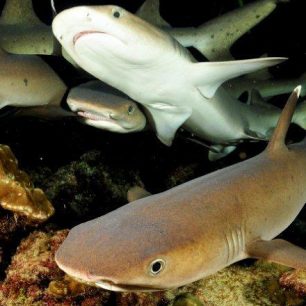 Z knihy Ráj na dotek