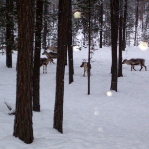 Polární sobi se v podvečer potulovali kolem našeho srubu