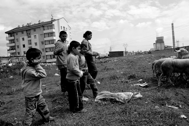 Děti se starají o zakoupené ovce
