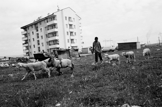 V průběhu dne děti a staré ženy pasou ovce v okolí sociálních bytů 