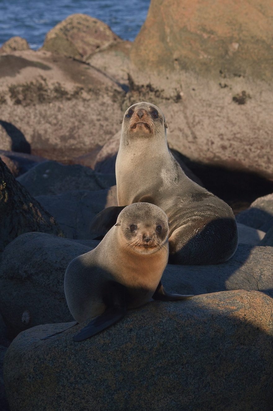 Lachtan forsterův (Fiordland Martins Bay)