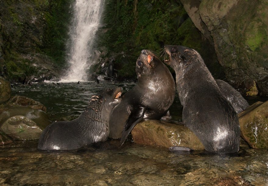 Lachtan forsterův, mláďata (pobřeži Kaikoura)
